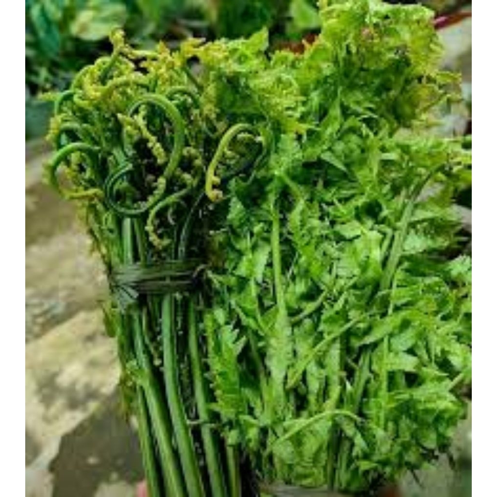 SAYUR PAKIS SEGAR 1 Kg / SAYUR PAKIS MUDA SEGAR / SAYURAN PAKIS SEGAR