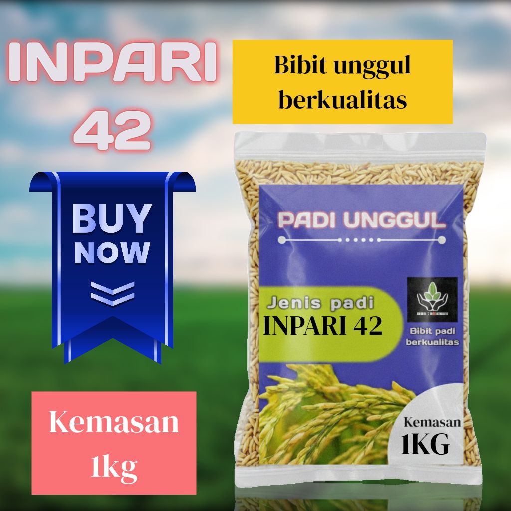 BIBIT PADI UNGGUL INPARI 42 ORIGINAL KUALITAS PREMIUM KEMASAN 1 KG