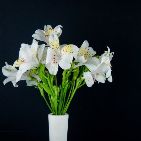 Tanaman Hias Rambat Thunbergia Bunga Putih Cantik Mudah Berbunga dan Perawatan