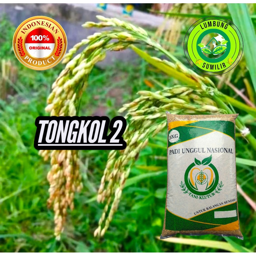 Binih Padi TONGKOL 2 Kemasan 5kg