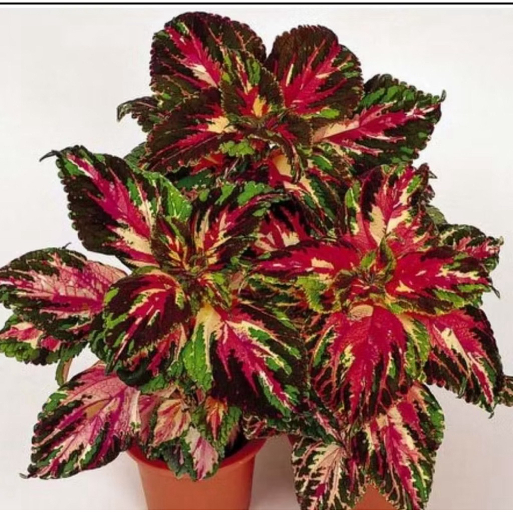 tanaman miana army Coleus bercorak batik stok super