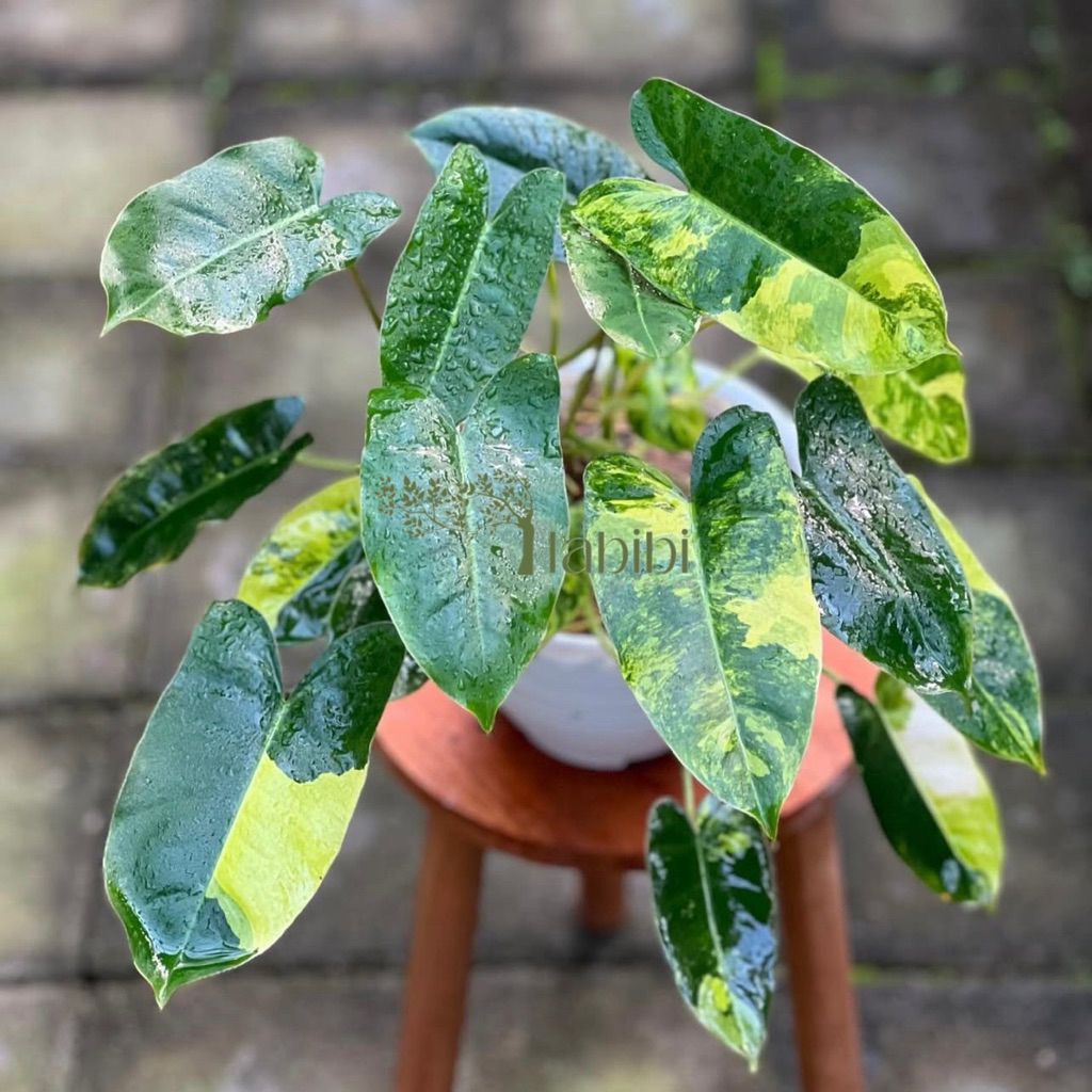 Tanaman Hias Philodendron Burlemax Varigata - Burlemax Varigata Golden