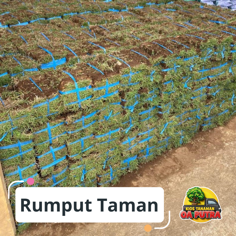 [Preorder] rumput gajah mini dan jepang untuk rumput taman