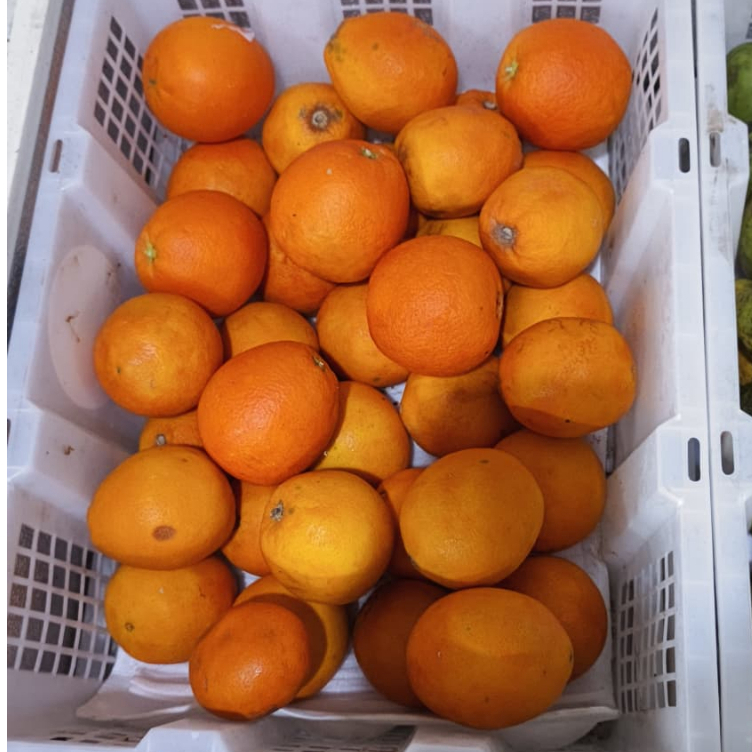 Jeruk Navel,jeruk Valencia, jeruk sunkist segar,jeruk import