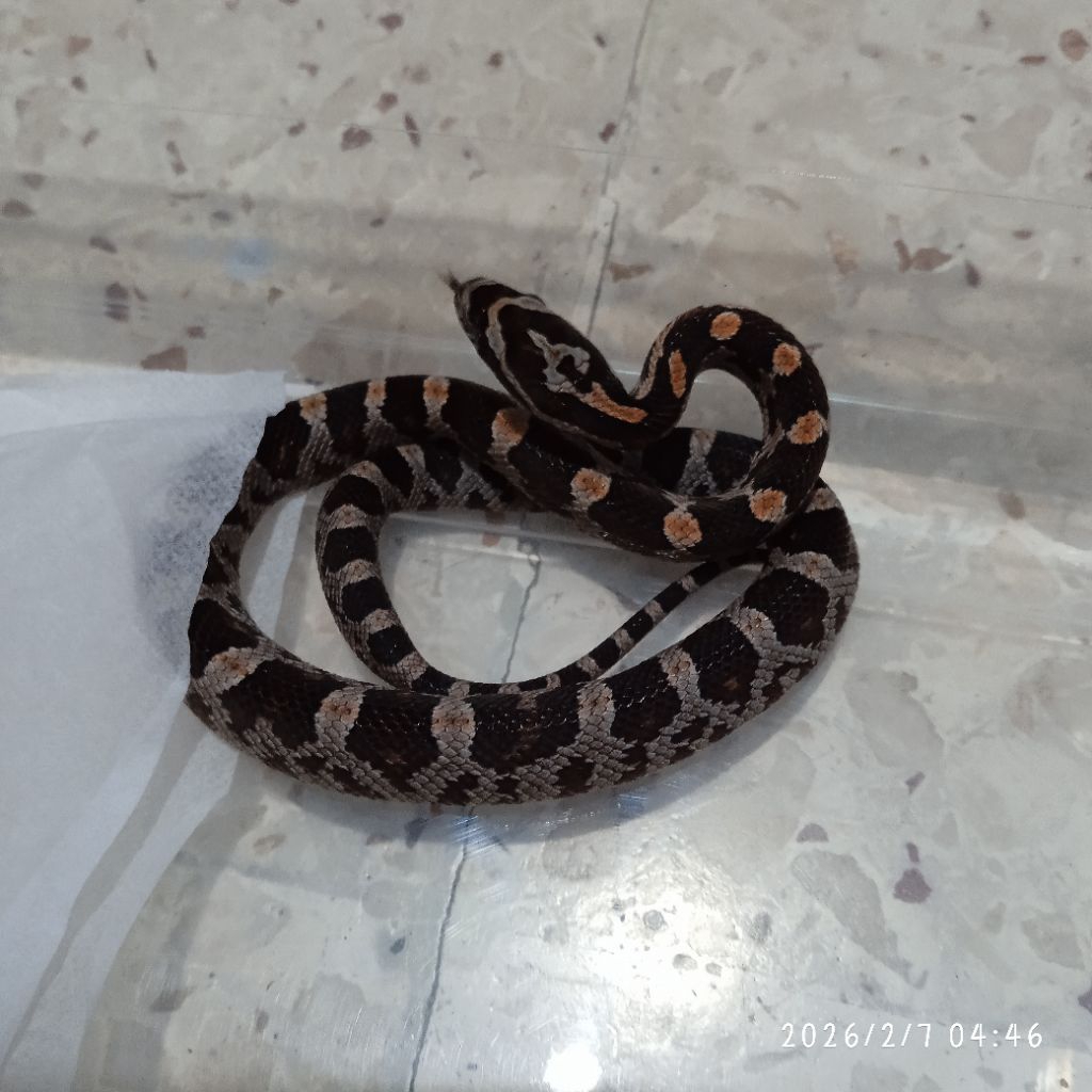 Baby Corn Snake Normal Female 2026