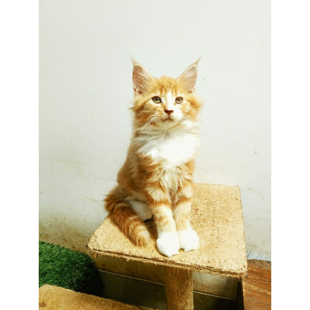 MaineCoon Betina Pure Bkn mix. Garansi