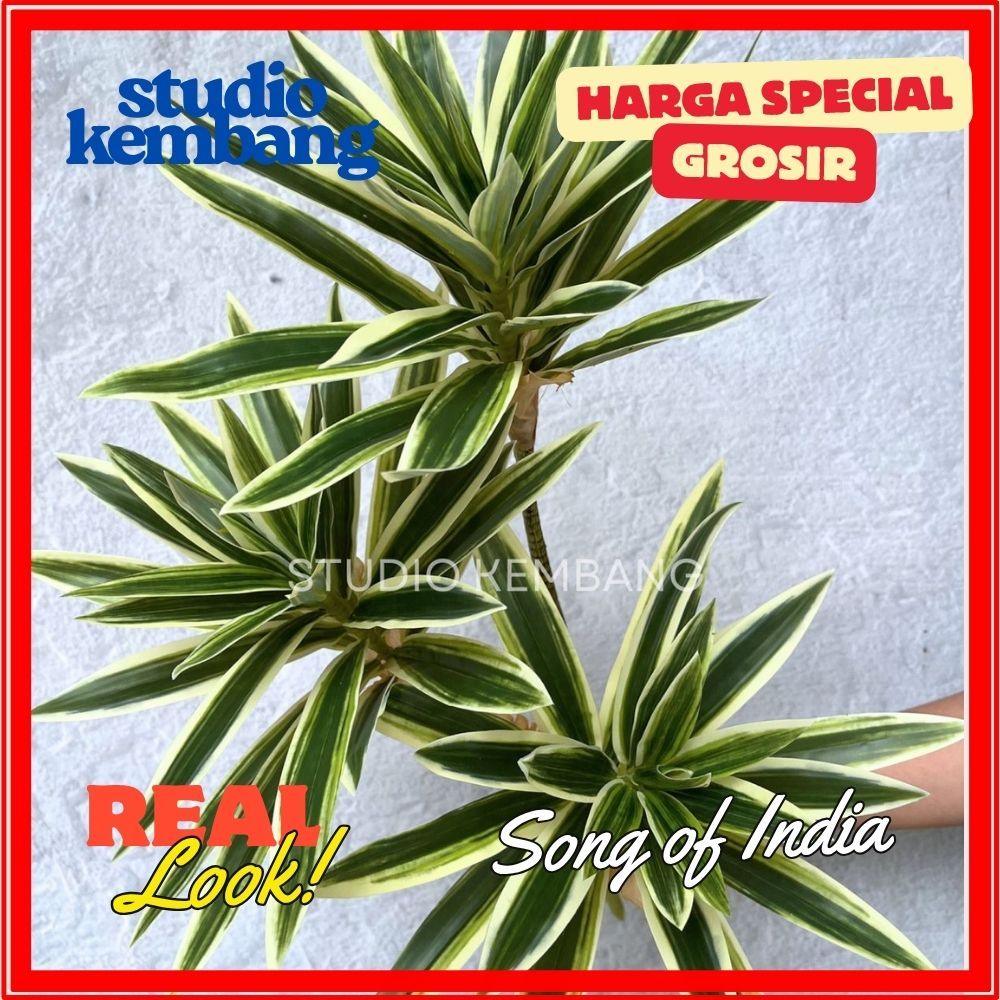 Daun Artificial Song of India Tinggi 64 cm | Tampilan Tropis dan Natural |  Studio Kembang