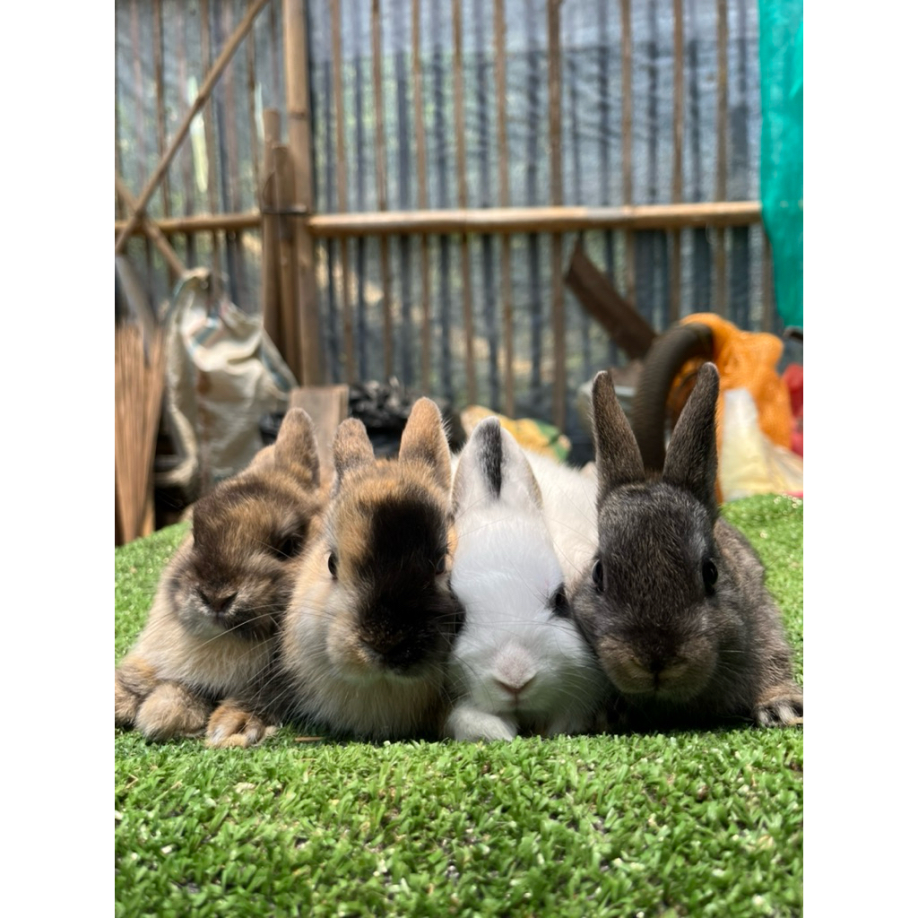 ANAKAN KELINCI LOKAL