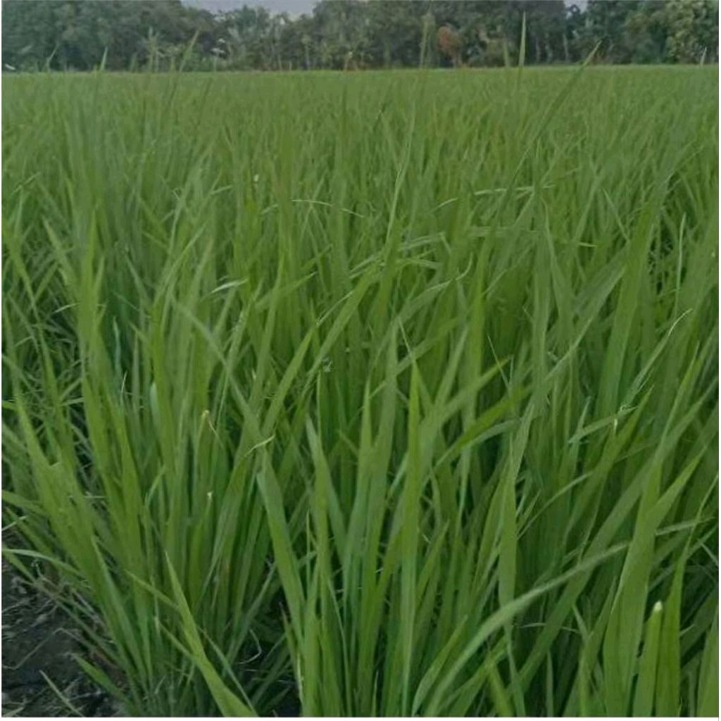 Benih Padi Kabir 07 1KG