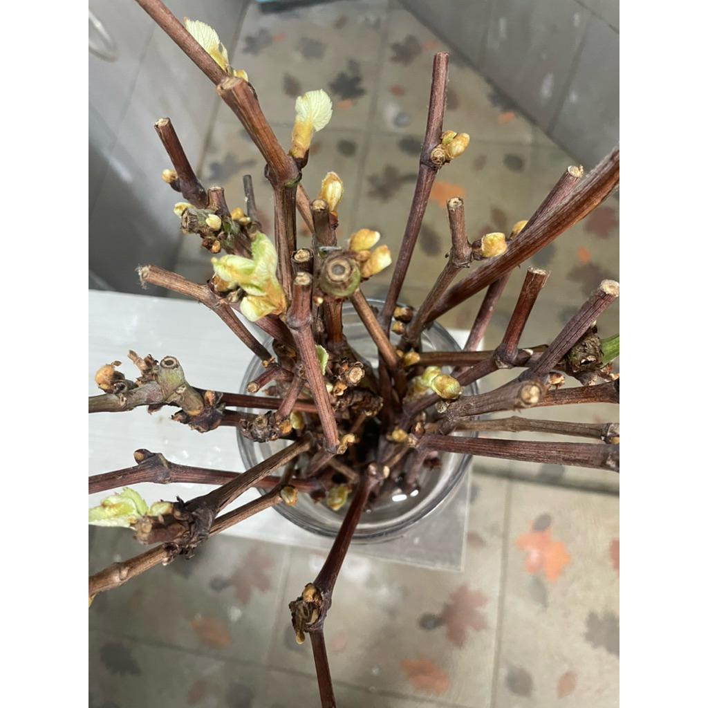 Cutting Anggur Isabela untuk rootstock