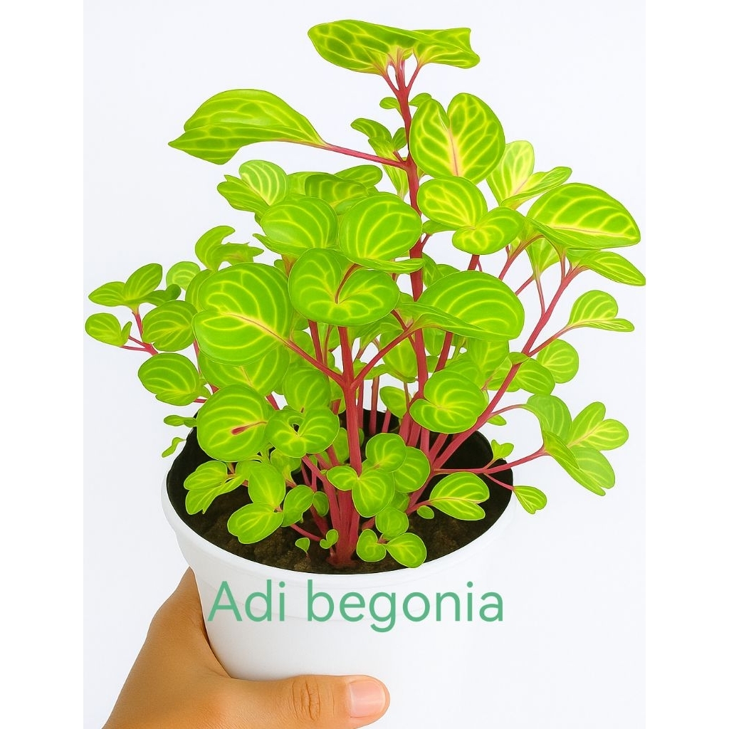 tanaman hias miana mangkok bayam kuning jawer kotok usia remaja uk17