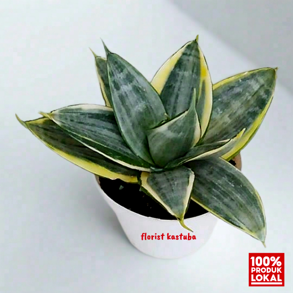 Tanaman Hias Sansivera Silver Frost - Lidah Mertua Silver Mini Pembersih Udara