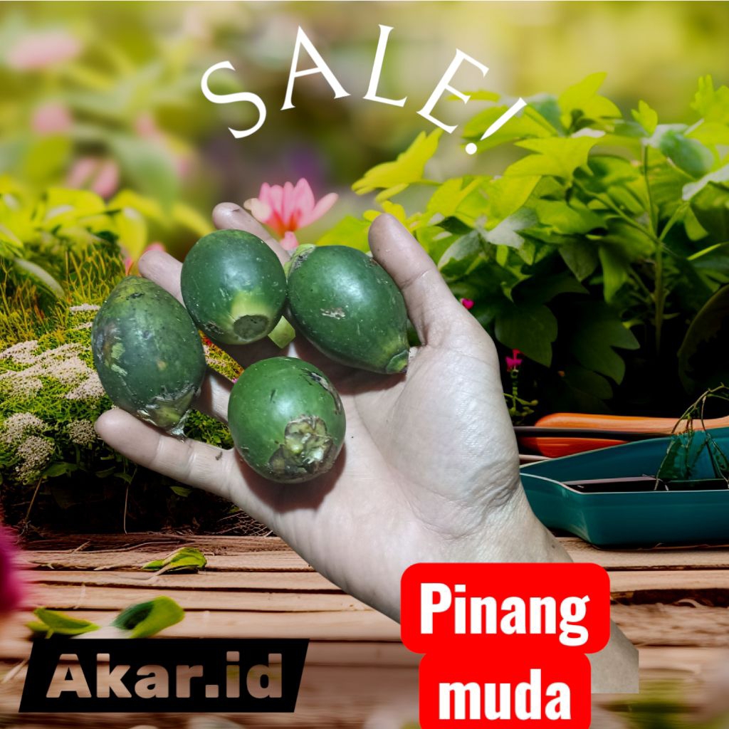 pinang/Jambi muda atau tua maafaat yang banyak buat kesehatan Paket 15 biji plus bonus.