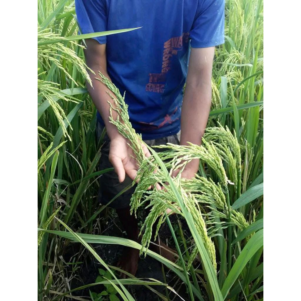 BENIH PADI RAJASA 01 5KG ORIGINAL