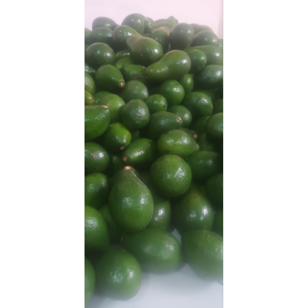 alpukat super/alpukat mentega