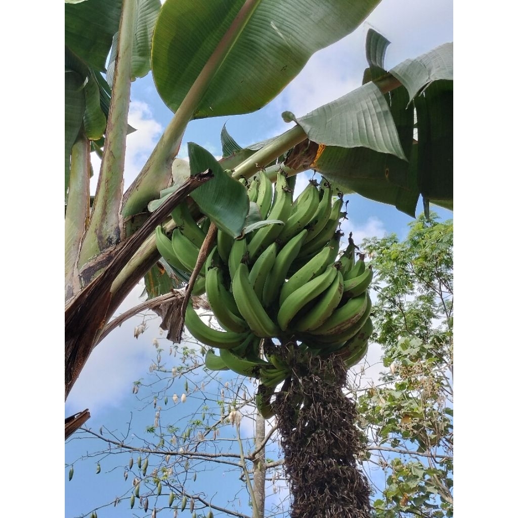 pisang tanduk per biji 1700 besar tua siap matang