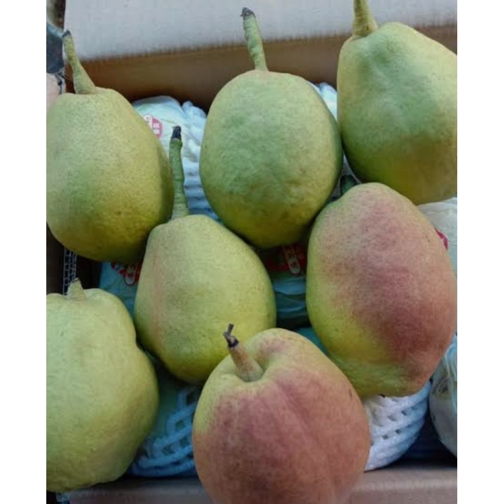 buah pir xianglie 1kg murah meriah fresh
