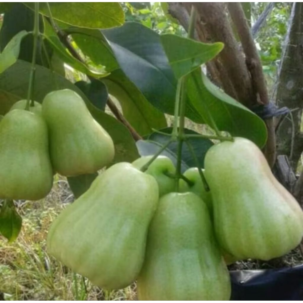 Bibit Jambu Madu Deli Hijau