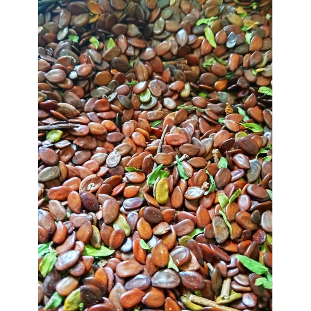 Biji Lamtoro Petai Cina 1Kg