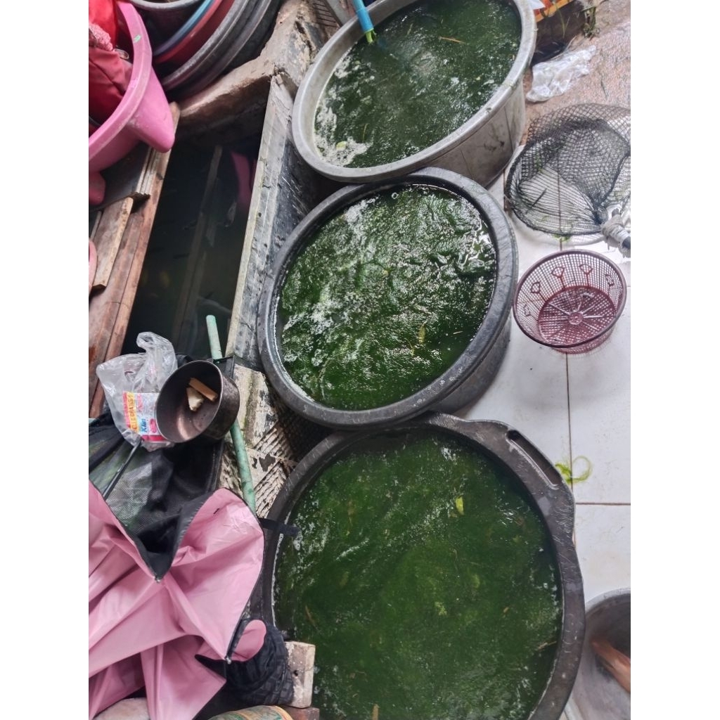 LUMUT BABA ROGAYY LUMUT BANG GILANG MEDED