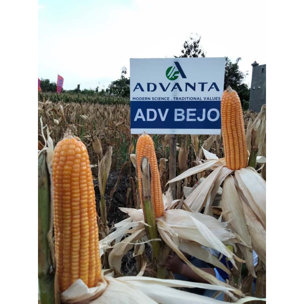 Benih Jagung ADVANTA ADV BEJO Kemasan 1 kg