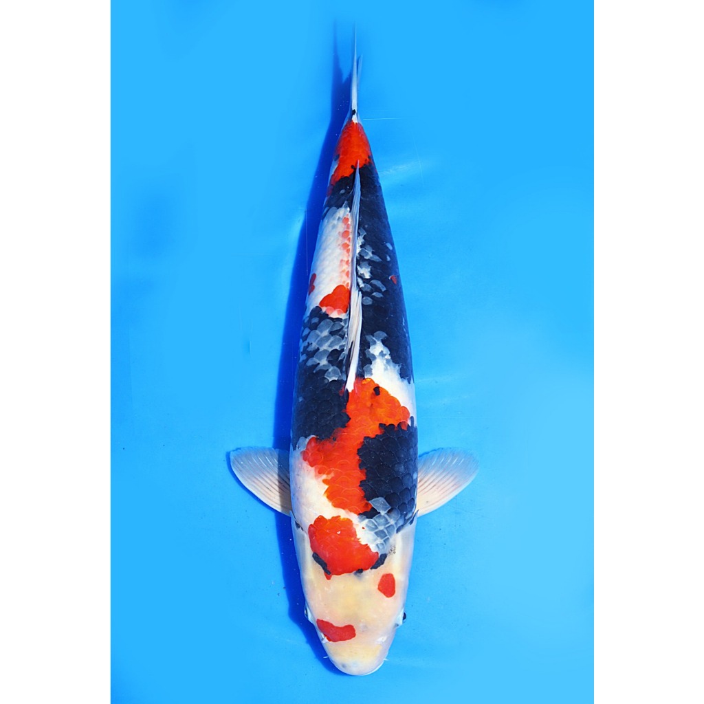 Koi Import Showa Isa Koi Farm Size 56 cm