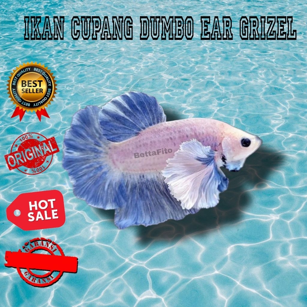 ikan cupang dumbo ear grizel