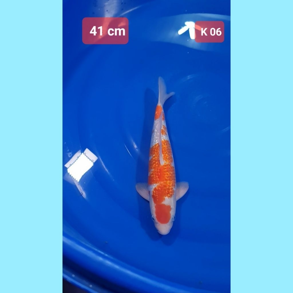 ikan koi premium showa sanke kohaku kolam k pertama