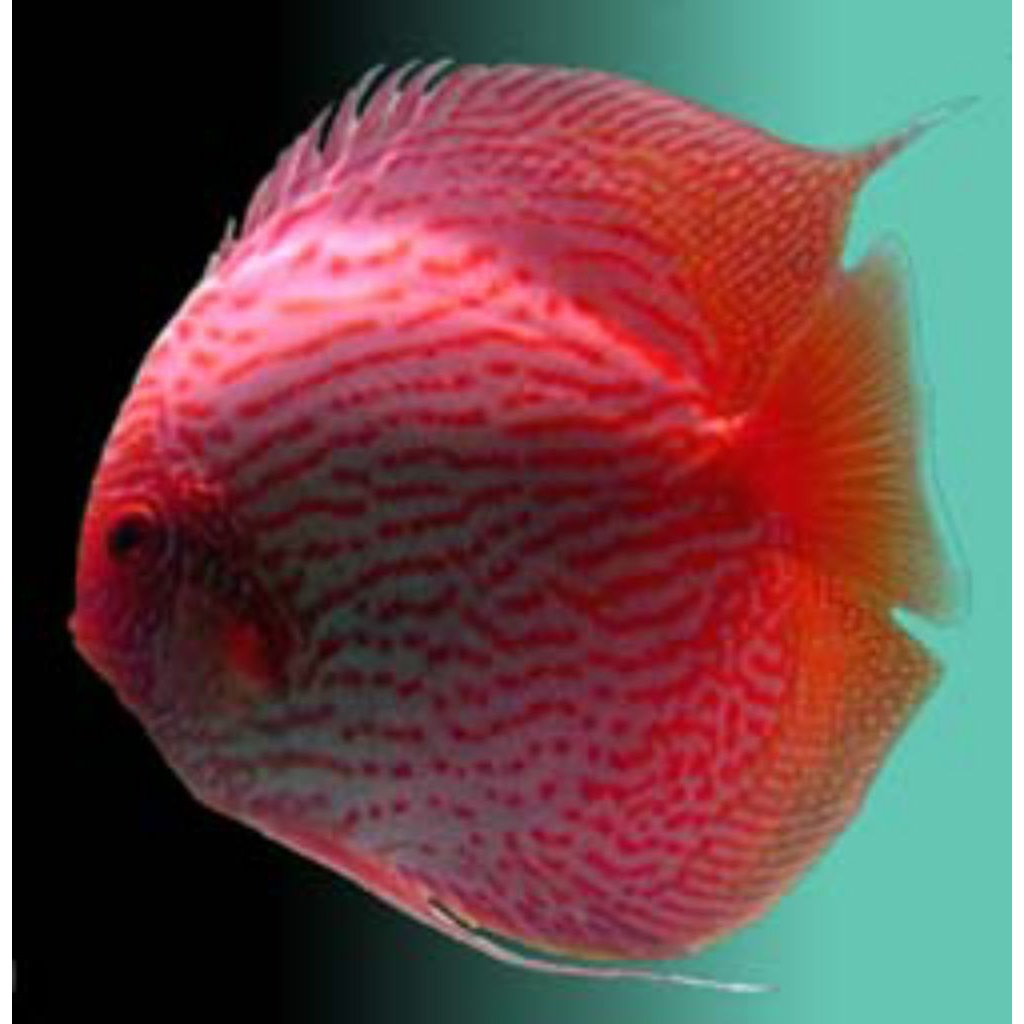 discus suppperi fachri's line Vietnam mulai ukuran 2cm-2inch discus