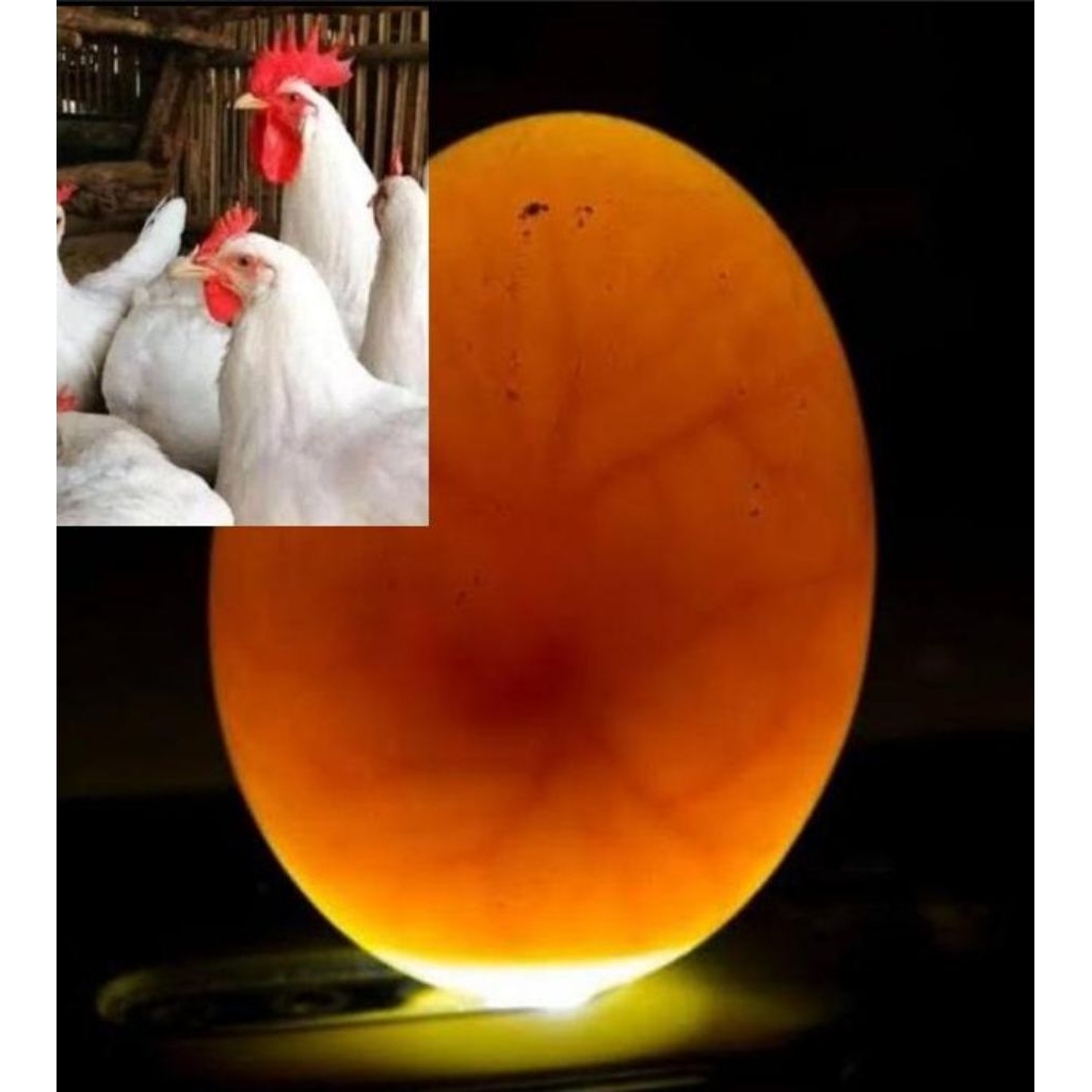 TELUR FERTIL AYAM ELBA