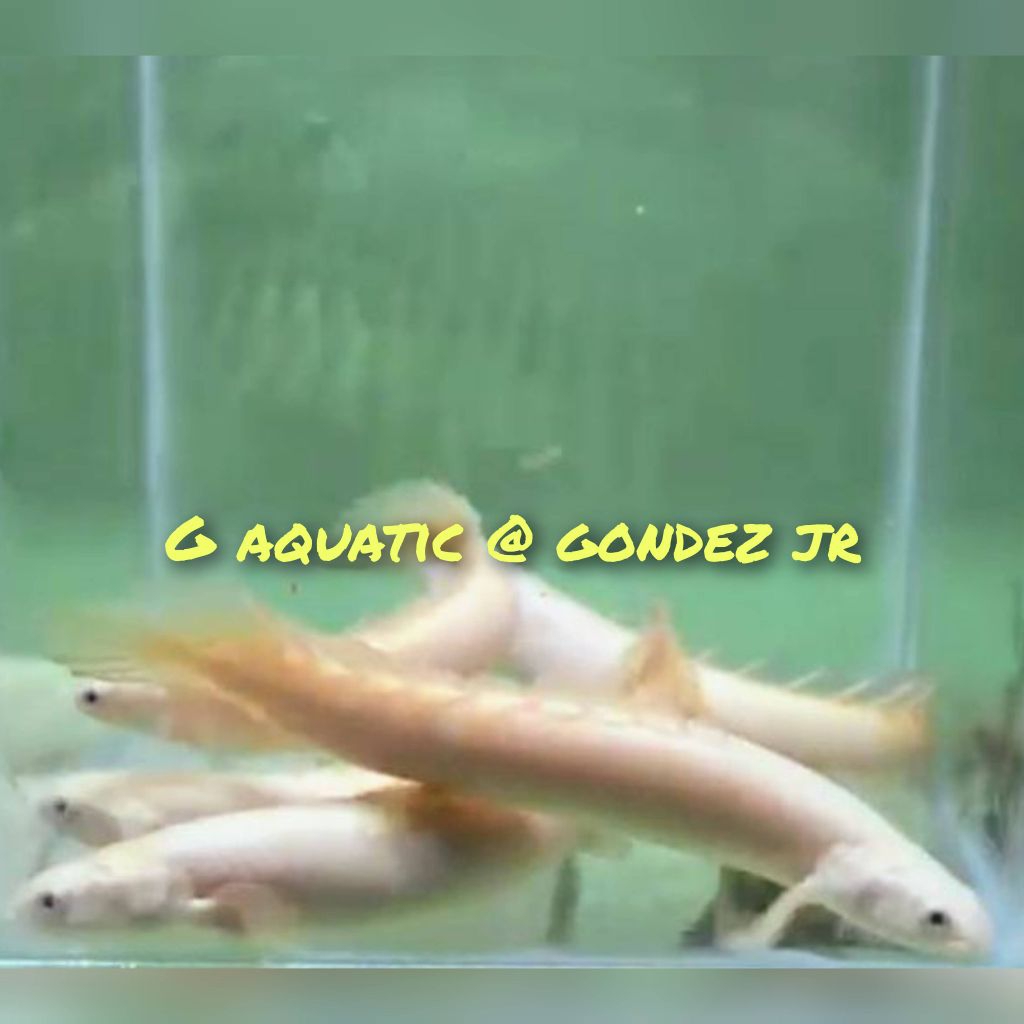 ikan palmas leucistic size 19-20cm