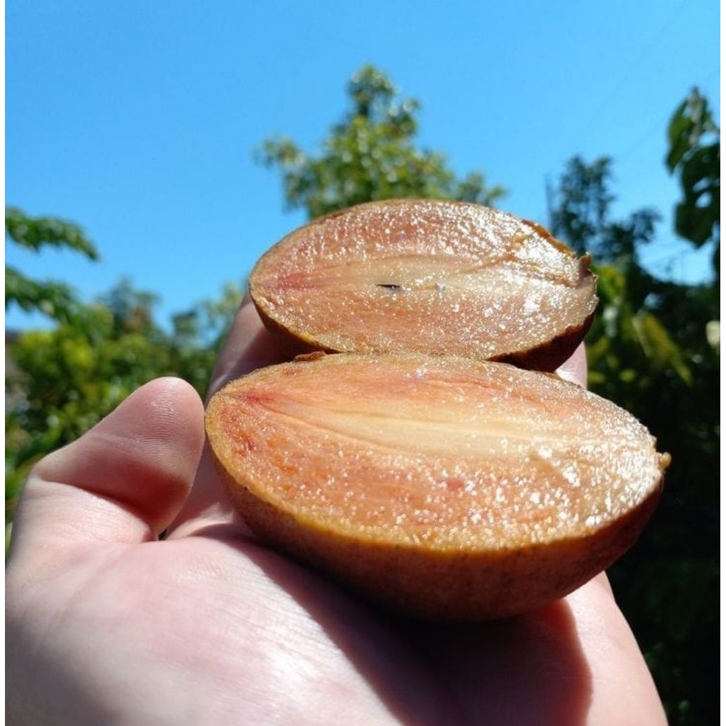 Sawo Madu fress jumbo 1 kg/Buah sawo madu