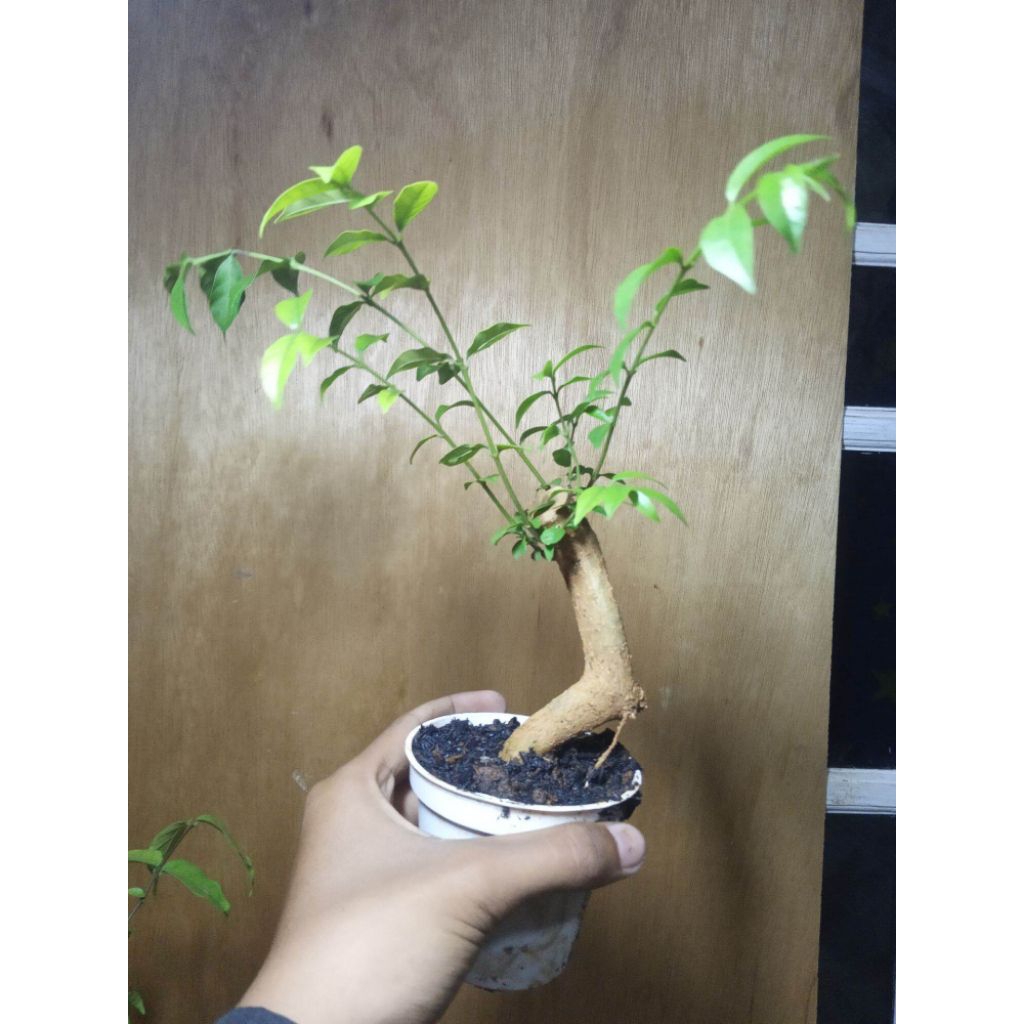 Bahan anting putri bonsai karakter unik