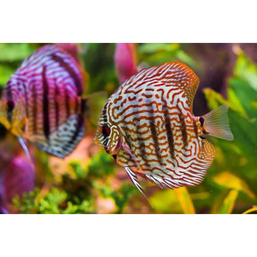 discus hackel Tiger mozaik mulai ukura 2cm-2inch discus