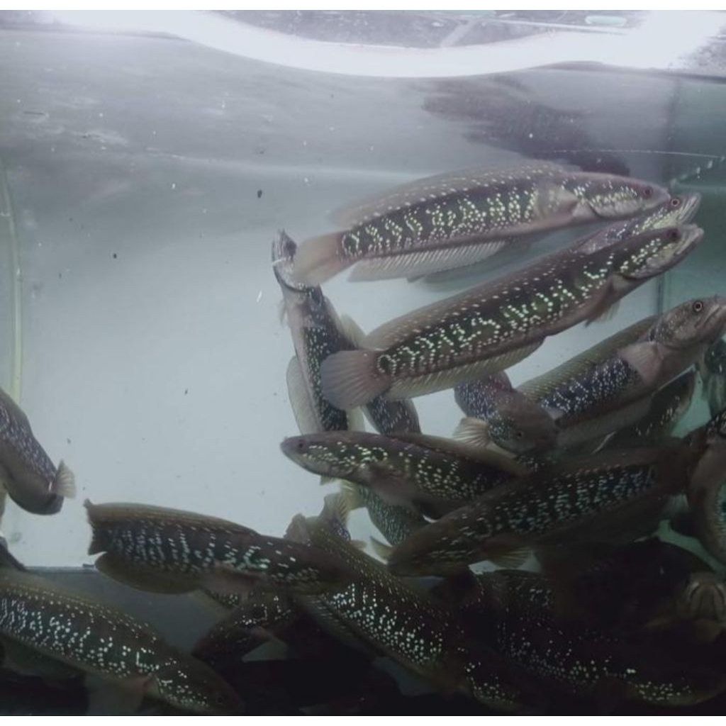 paket 10 ekor Channa asiatica WS bahan gondrong size 10 cm