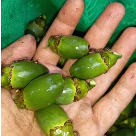 Buah pinang muda /jambe muda/ obat stamina pria 50 biji