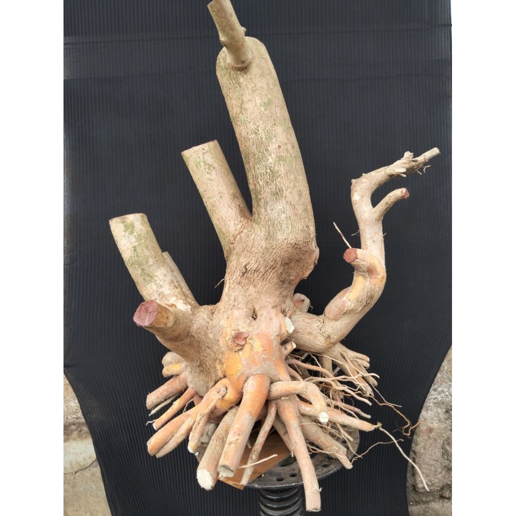 Bahan bonsai Sancang jumbo prospek real pict