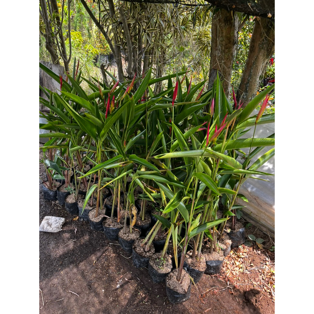 Tanaman Hias Heliconia - Tanaman Bunga Pisang Pisangan - Tanaman Hias Pisang Bali - Tanaman Hias Pis