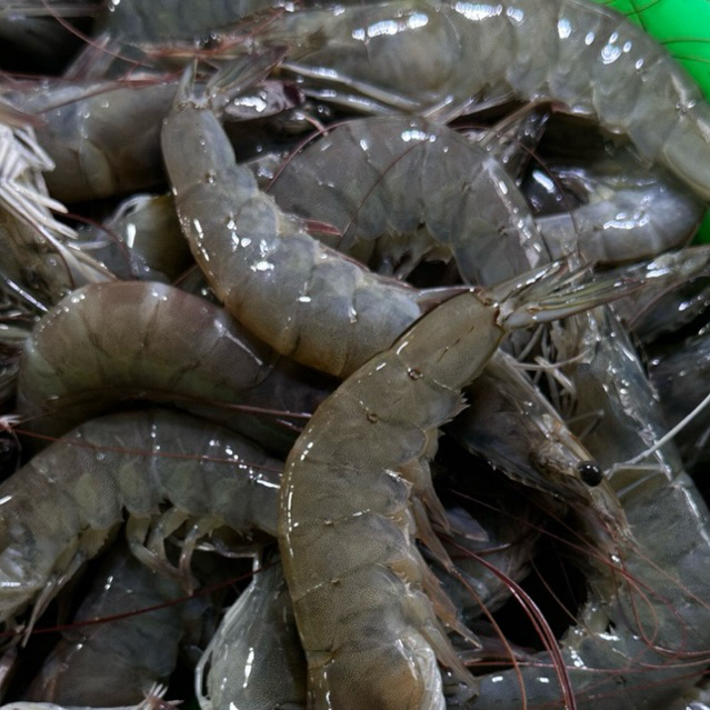 Udang Vaname Besar (fresh)