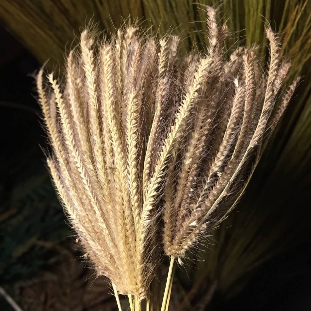 BUNGA MADUSA rustic bunga kering