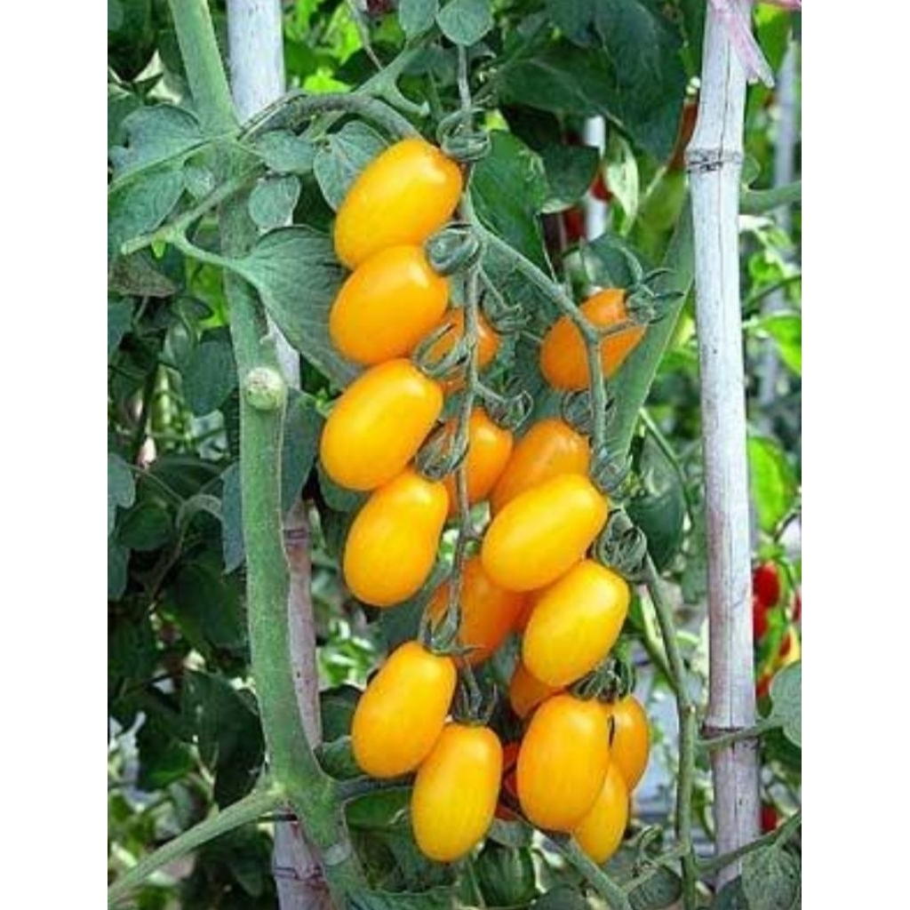 5 Biji - Benih Tomat Cherry GOLDEN SWEET