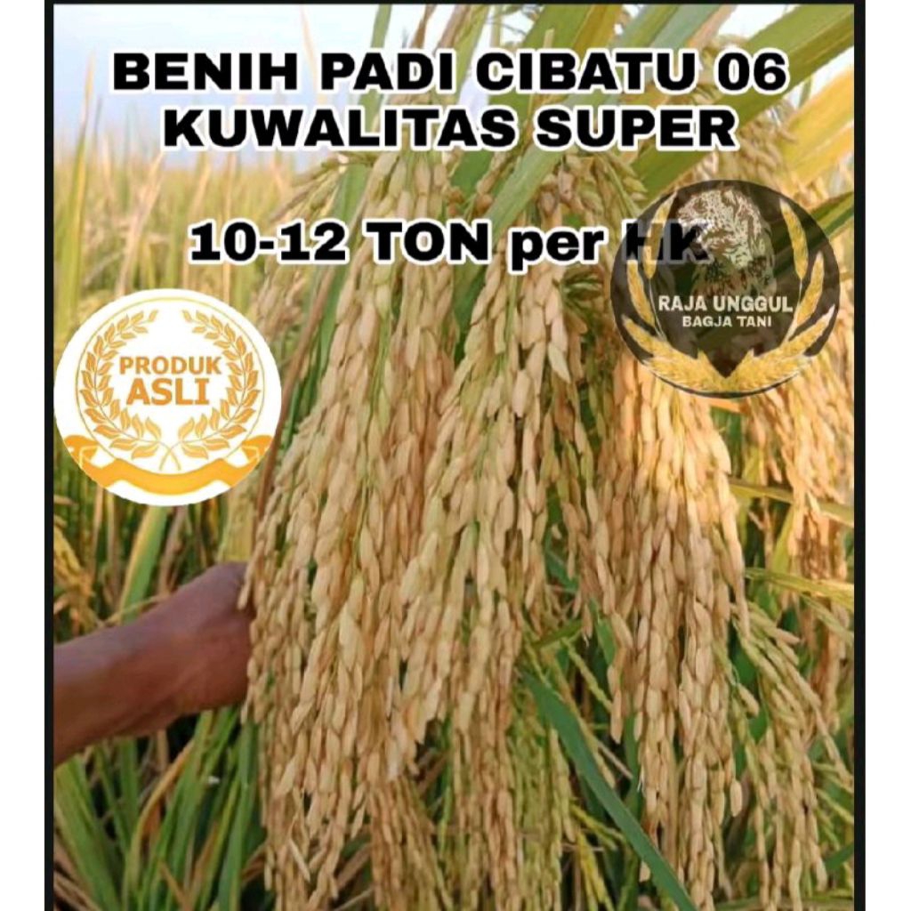 BENIH BIBIT PADI CIBATU 06 SUPER UNGGUL 1KG