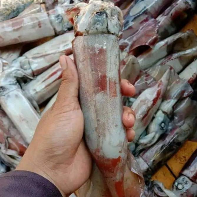 Cumi Jumbo Segar - 1 KG Fresh Squid Cumi Segar Cumi Kondom Cumi Tube Seafood Segar Cumi Cumi Basah S