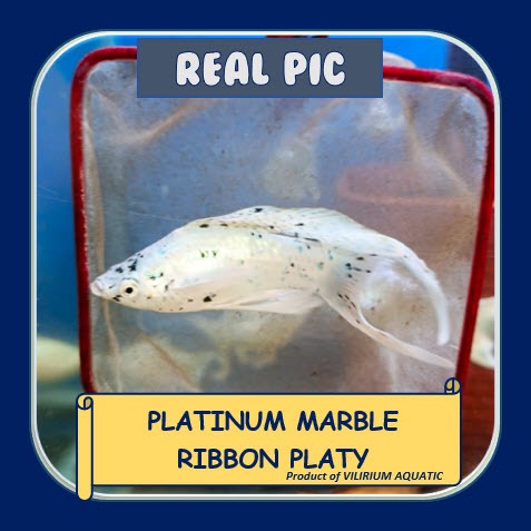 IKAN HIAS AIR TAWAR - PLATY PLATINUM MARBLE RIBBON (IKAN AQUASCAPE) PLATY LYRETAIL