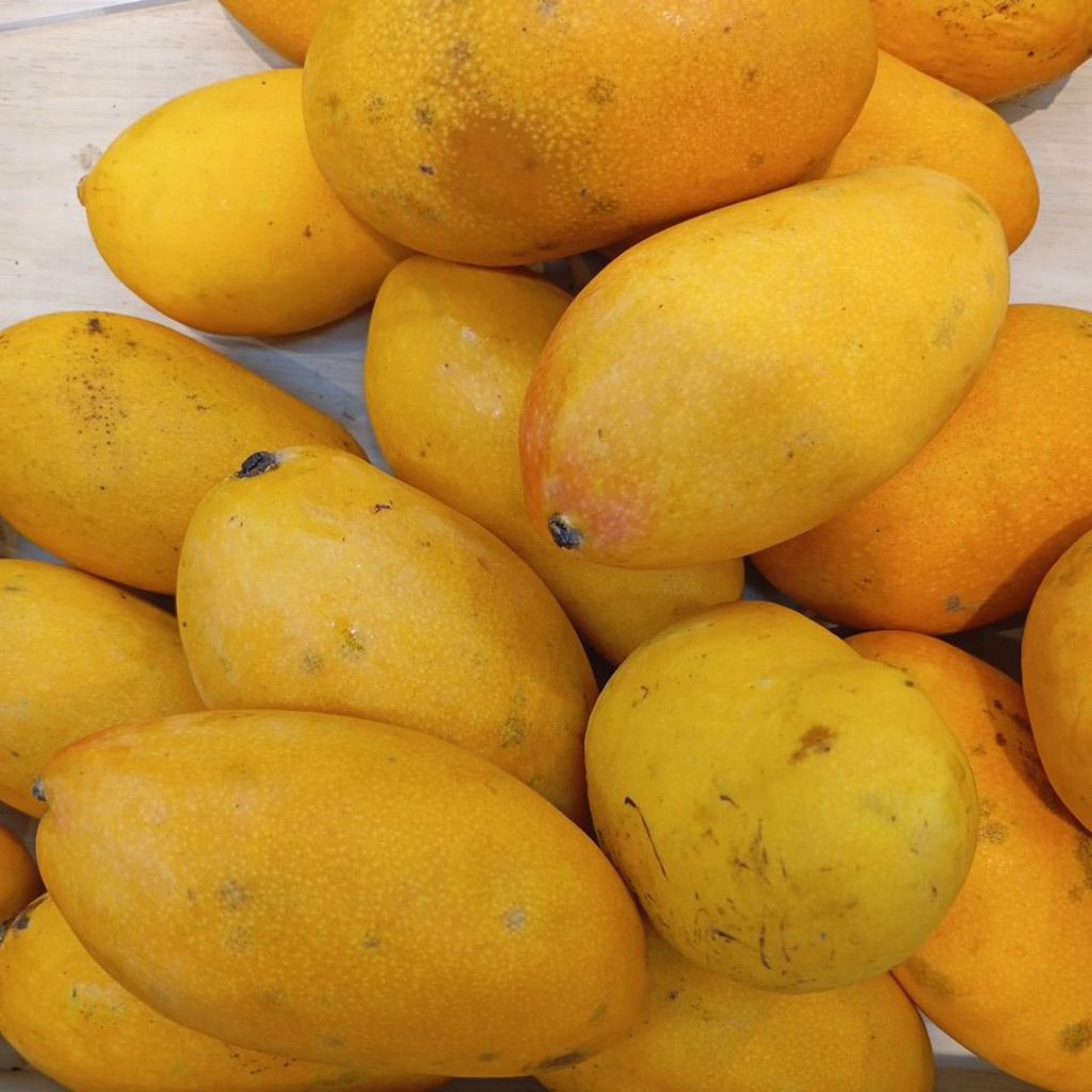 Mangga Podang Sehat Fresh 1kg Denpasar Bali