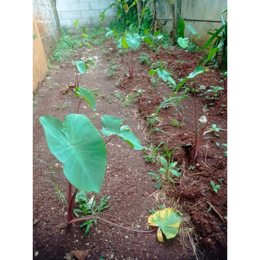 bibit talas merah has bogor