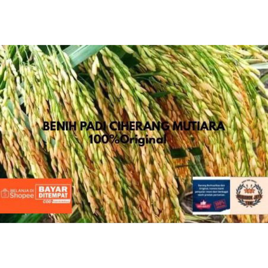 BENIH PADI CIHERANG MUTIARA SUPER ORIGINAL 1KG