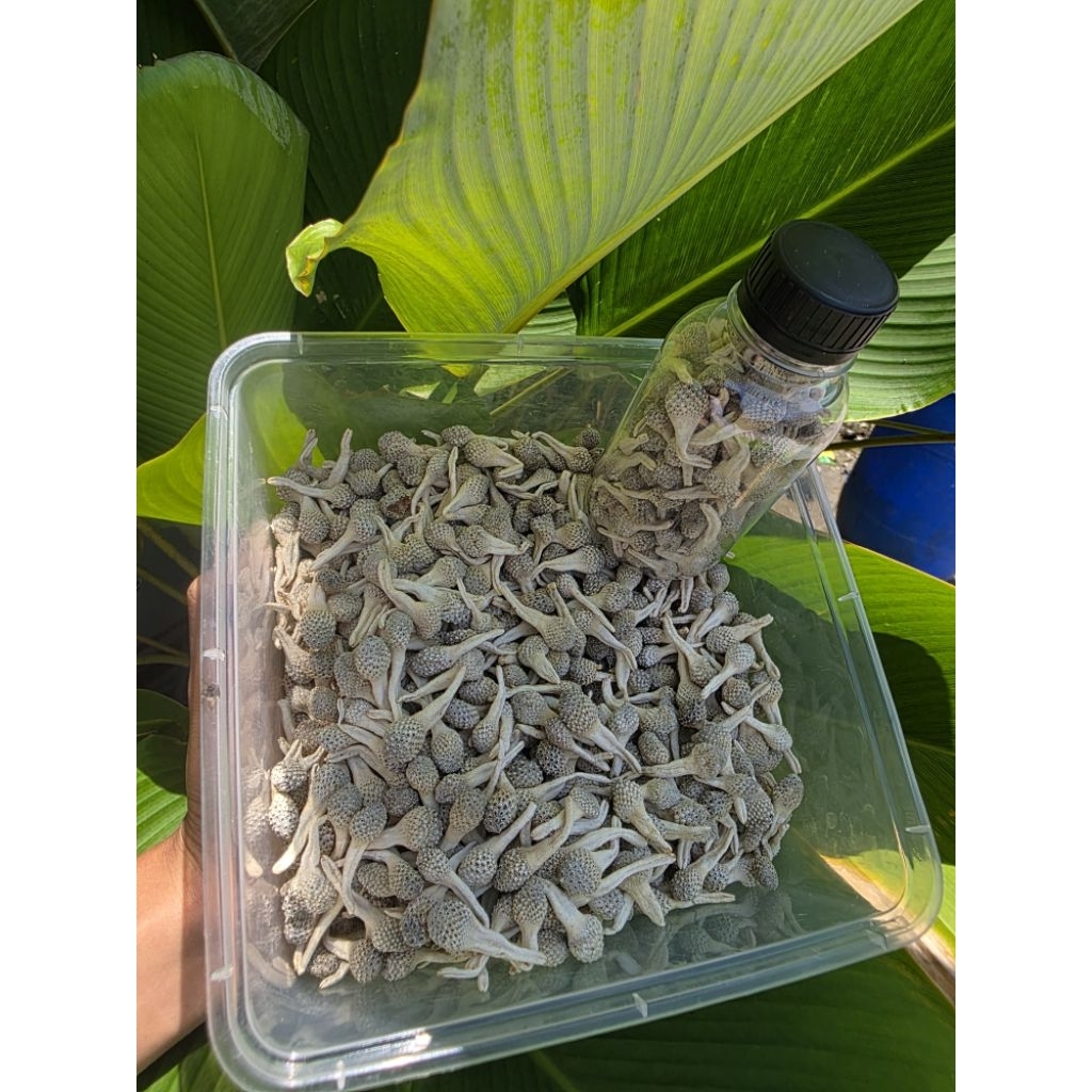 empot ayam asli madura/empot paket majakani