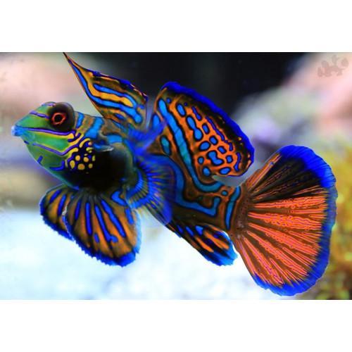 Ikan Hias Air Laut Mandarin Asli