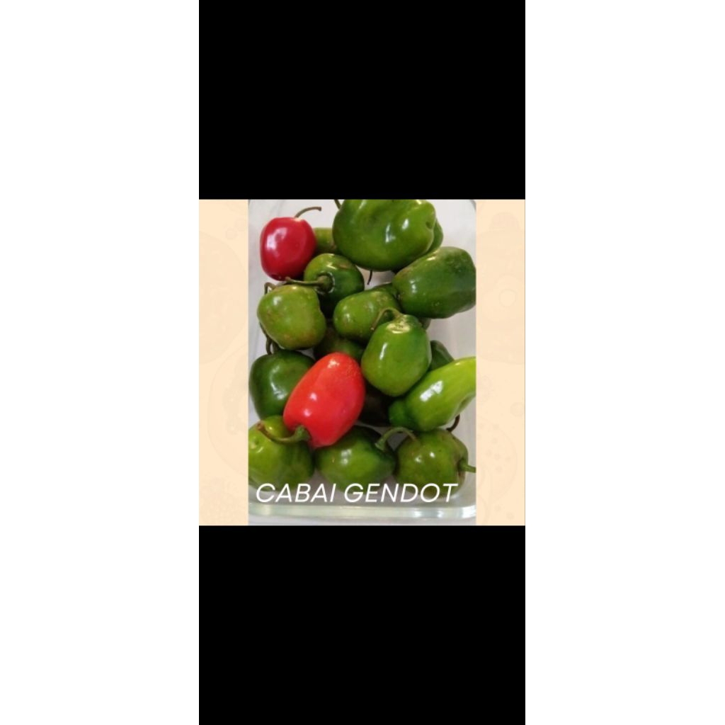 cabai gendot wonosobo 1kg